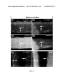 NOVEL STEM CELLS, NUCLEOTIDE SEQUENCES AND PROTEINS THEREFROM diagram and image