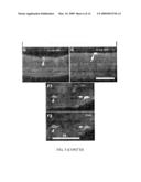 NOVEL STEM CELLS, NUCLEOTIDE SEQUENCES AND PROTEINS THEREFROM diagram and image