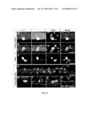 NOVEL STEM CELLS, NUCLEOTIDE SEQUENCES AND PROTEINS THEREFROM diagram and image