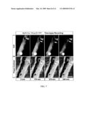 NOVEL STEM CELLS, NUCLEOTIDE SEQUENCES AND PROTEINS THEREFROM diagram and image