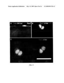 NOVEL STEM CELLS, NUCLEOTIDE SEQUENCES AND PROTEINS THEREFROM diagram and image