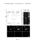 NOVEL STEM CELLS, NUCLEOTIDE SEQUENCES AND PROTEINS THEREFROM diagram and image