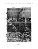 NOVEL STEM CELLS, NUCLEOTIDE SEQUENCES AND PROTEINS THEREFROM diagram and image