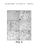 METHOD OF ISOLATION AND USE OF CELLS DERIVED FROM FIRST TRIMESTER UMBILICAL CORD TISSUE diagram and image