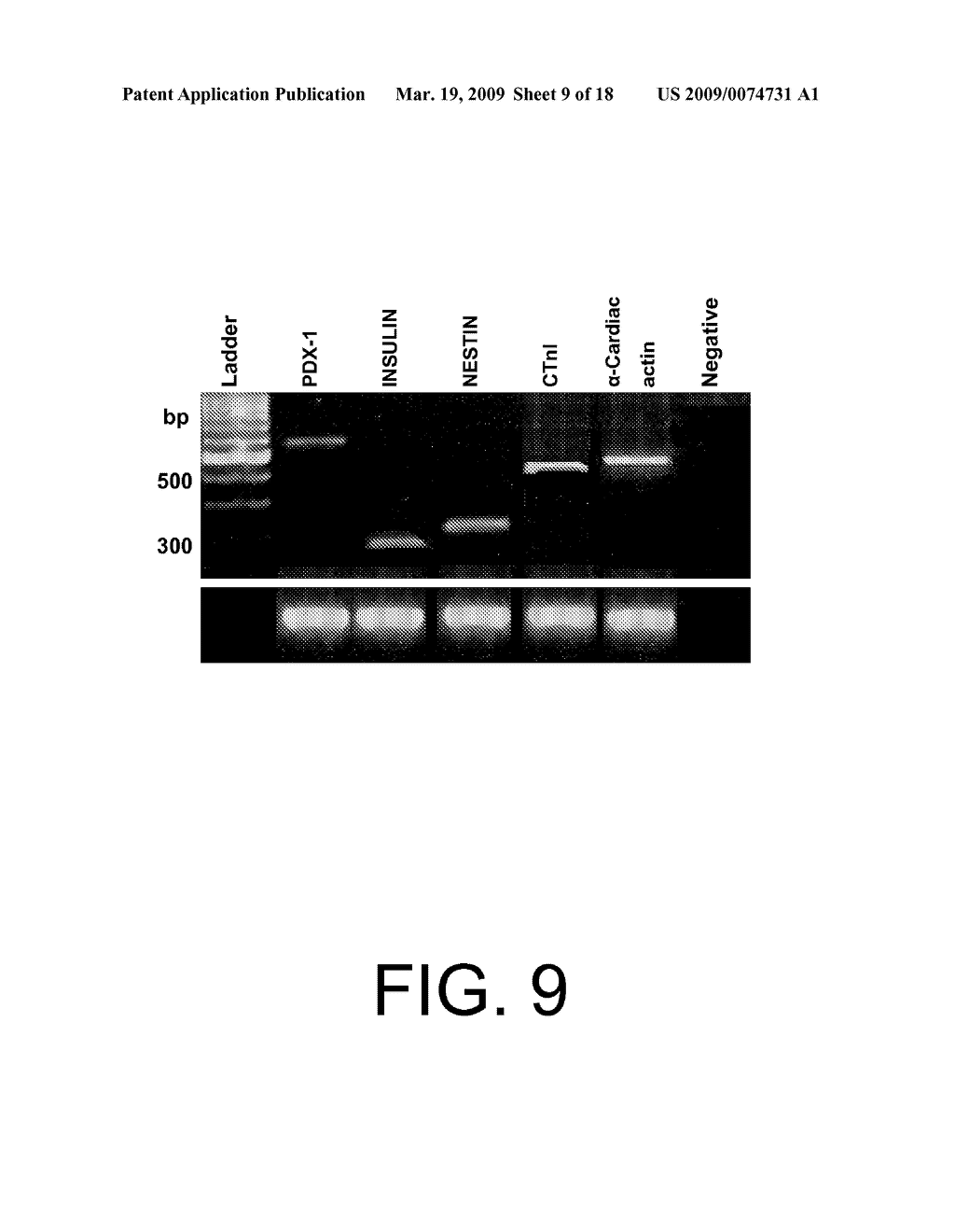 METHOD OF ISOLATION AND USE OF CELLS DERIVED FROM FIRST TRIMESTER UMBILICAL CORD TISSUE - diagram, schematic, and image 10