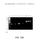 METHOD OF ISOLATION AND USE OF CELLS DERIVED FROM FIRST TRIMESTER UMBILICAL CORD TISSUE diagram and image