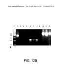 METHOD OF ISOLATION AND USE OF CELLS DERIVED FROM FIRST TRIMESTER UMBILICAL CORD TISSUE diagram and image