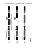 THYMIDYLATE KINASE MUTANTS AND USES THEREOF diagram and image