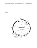 MICROBIAL INTESTINAL DELIVERY OF OBESITY RELATED PEPTIDES diagram and image