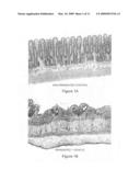 Methods and compositions useful in the treatment of mucositis diagram and image