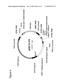 Anti-CD70 Antibody and Its Use for the Treatment of Cancer and Immune Disorders diagram and image