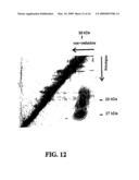 Treatment of chronic viral diseases with antibodies to costimulating polypeptide of T cells diagram and image