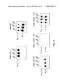 HYPOALLERGENIC ALLERGY VACCINES BASED ON THE TIMOTHY GRASS POLLEN ALLERGEN PHL P 7 diagram and image