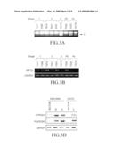 Cancer-suppressing agents diagram and image