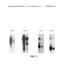 Androgen regulated nucleic acid molecules and encoded proteins diagram and image