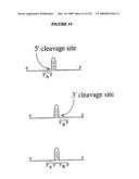 Nucleic Acid Accessible Hybridization Site Identification Using Mass Spectrometry diagram and image