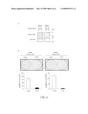 Method for detecting ovarian cancer and method for suppressing the same diagram and image