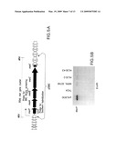 Vectors and Methods for Cloning Gene Clusters or Portions Thereof diagram and image