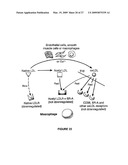 AUTOPHILIC ANTIBODIES diagram and image