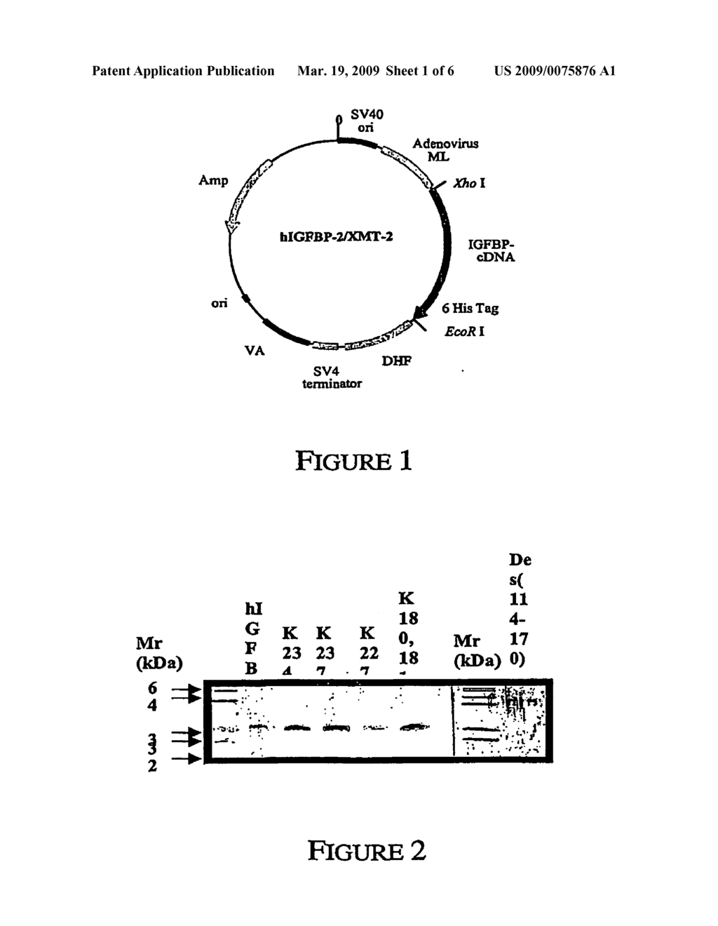 Altered insulin-like growth factor binding proteins - diagram, schematic, and image 02