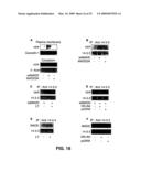 IG20 SPLICE VARIANTS THERAPEUTICS FOR CANCER diagram and image