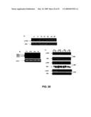 IG20 SPLICE VARIANTS THERAPEUTICS FOR CANCER diagram and image