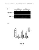 IG20 SPLICE VARIANTS THERAPEUTICS FOR CANCER diagram and image