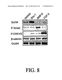 STEM CELL DIFFERENTIATING AGENTS AND USES THEREFOR diagram and image