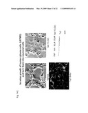 STEM CELL DIFFERENTIATING AGENTS AND USES THEREFOR diagram and image