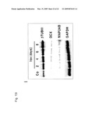 STEM CELL DIFFERENTIATING AGENTS AND USES THEREFOR diagram and image