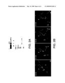 Plus end-directed microtubule motor required for chromosome congression diagram and image