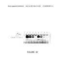 CHARGE TAGS AND THE SEPARATION OF NUCLEIC ACID MOLECULES diagram and image