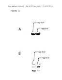 CHARGE TAGS AND THE SEPARATION OF NUCLEIC ACID MOLECULES diagram and image