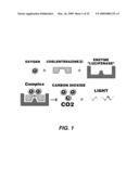 Bioluminescent Endoscopy Methods And Compounds diagram and image