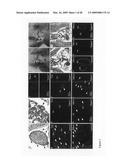 Cardiac progenitor cells diagram and image