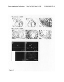 Cardiac progenitor cells diagram and image