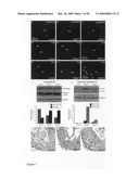 Cardiac progenitor cells diagram and image