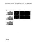 Cardiac progenitor cells diagram and image