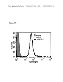 High affinity human and humanized anti-alpha5beta1 integrin function blocking antibodies with reduced immunogenicity diagram and image