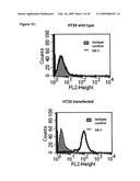 High affinity human and humanized anti-alpha5beta1 integrin function blocking antibodies with reduced immunogenicity diagram and image
