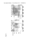 High affinity human and humanized anti-alpha5beta1 integrin function blocking antibodies with reduced immunogenicity diagram and image
