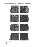 High affinity human and humanized anti-alpha5beta1 integrin function blocking antibodies with reduced immunogenicity diagram and image