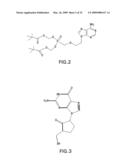 Hepatitis B Viral Variants With Reduced Susceptibility To Nucleoside Analogs And Uses Thereof diagram and image