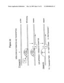 TRANSFECTION KINETICS AND STRUCTURAL PROMOTERS diagram and image