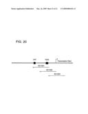 TRANSFECTION KINETICS AND STRUCTURAL PROMOTERS diagram and image