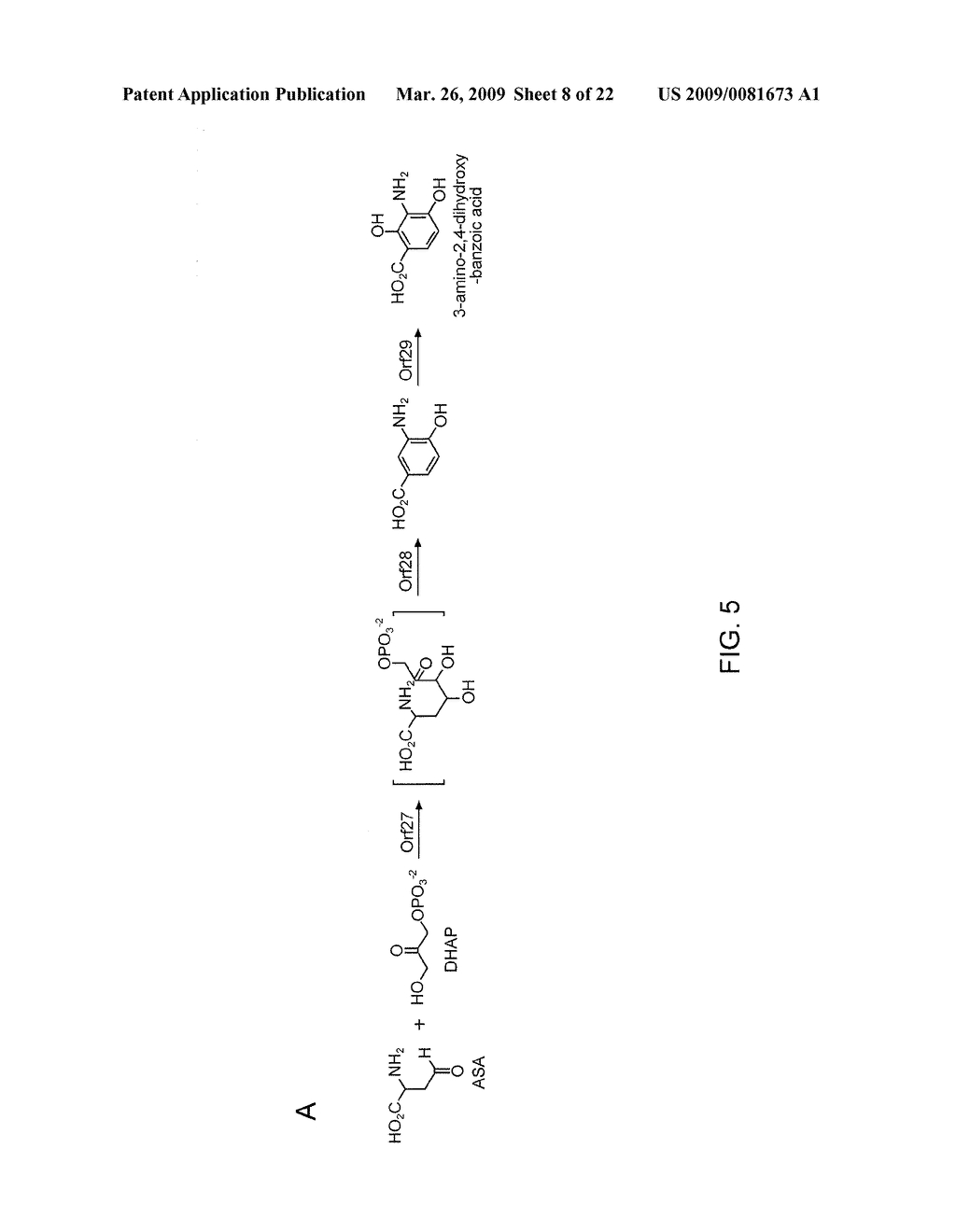 PLATENSIMYCIN BIOSYNTHETIC GENE CLUSTER OF STREPTOMYCES PLATENSIS - diagram, schematic, and image 09