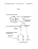 Mutant firefly luciferase diagram and image