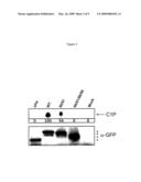 Ceramide Kinase Loop diagram and image