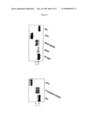 Ceramide Kinase Loop diagram and image