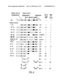 NOVEL PEPTIDES AND COMPOSITIONS WHICH MODULATE APOPTOSIS diagram and image